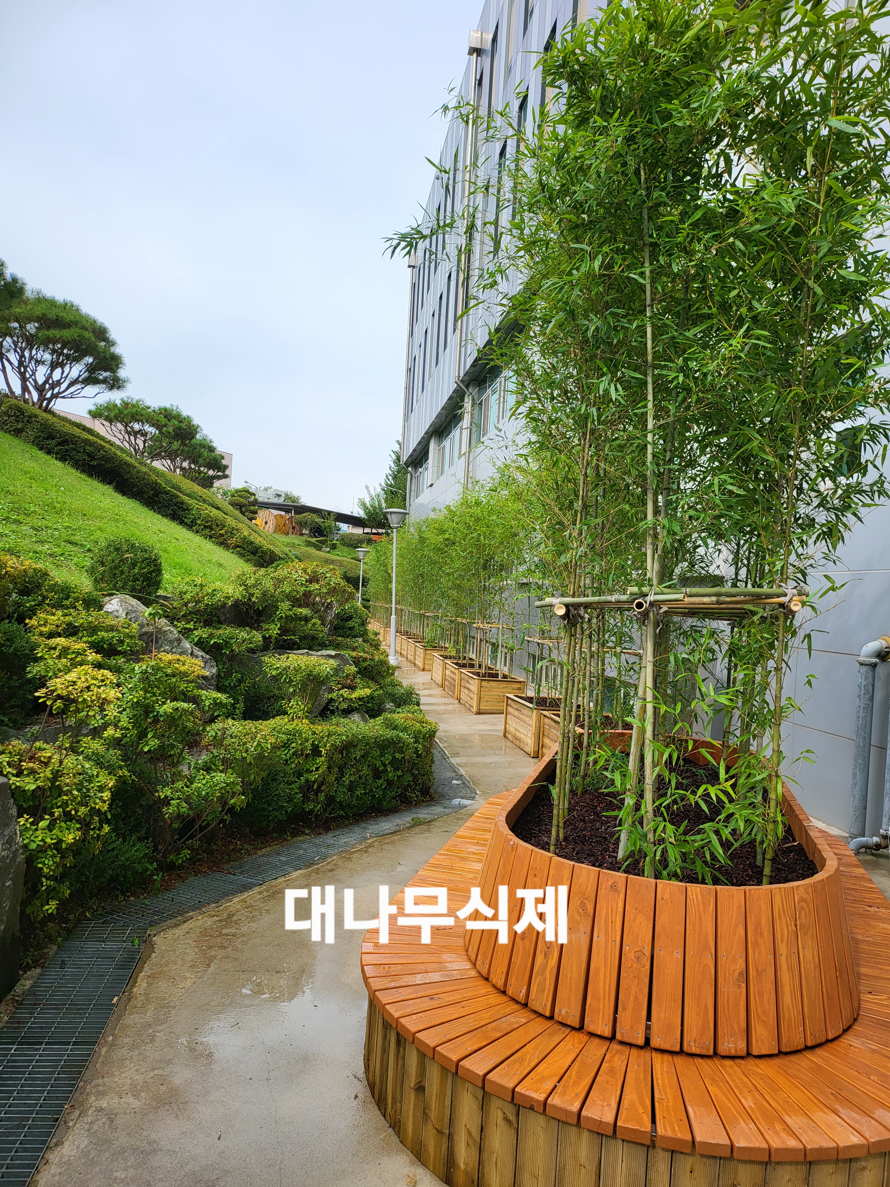 대나무 조경